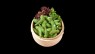 Edamame (vegan)