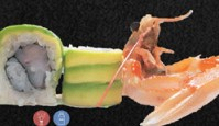 79 Scampi Roll*