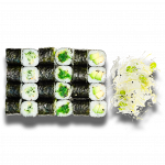 605. Hosomaki Grün Set (24 Stück)