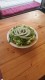 18. Gemischter Salat 