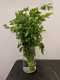 Coriandre - 1 bouquet