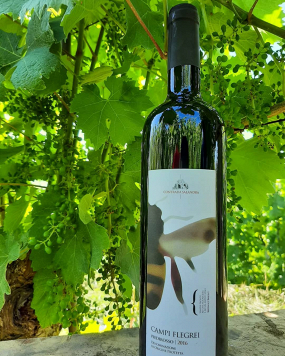 Piedirosso Contrada Salandra