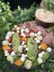 Salade Full Color