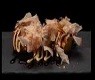 26 TAKO YAKI*
