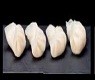 50 EBI GYOZA*