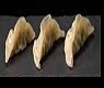 54 YASAI GYOZA*