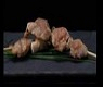 92 SATAI YAKITORI*