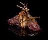 131 NIGIRI BEEF