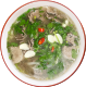 Phở Spécial Hà Nội