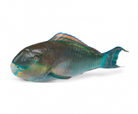 Ploskozubec modropruhovaný