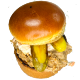 Pulled Pork Burger