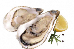A16 FRESH OYSTER