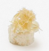 242 NIDO PHILADELPHIA 🍃