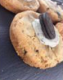 Cookies & Cream Cookie