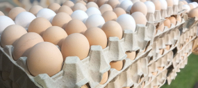 Jaja wiejskie z wolnego wybiegu 