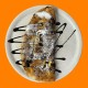Pizza Cioccolato
