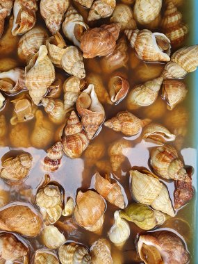 Bulots cuisson maison (12 pcs)