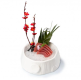 Sashimi Tonno