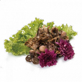 TP5 MOSCARDINI ALLA PIASTRA