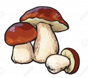 Boletus