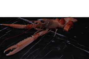 99. Scampi Love